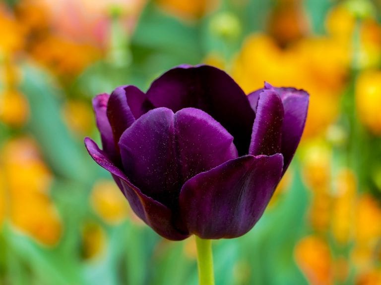 photo d'une tulip-purple prise avec le Meilleur appareil photo bridge le Panasonic FZ1000