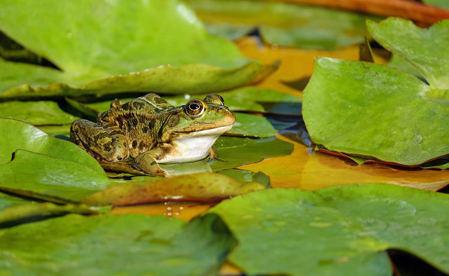 grenouille-064848
