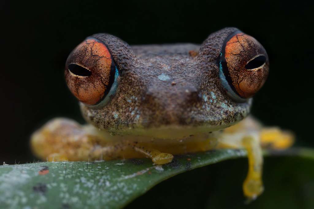 grenouille