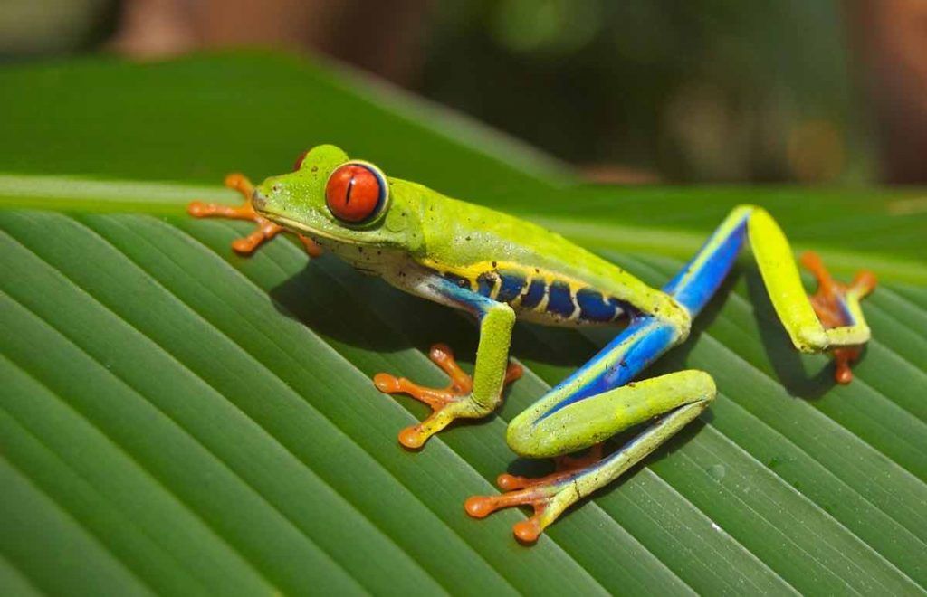 grenouilles-1024x660