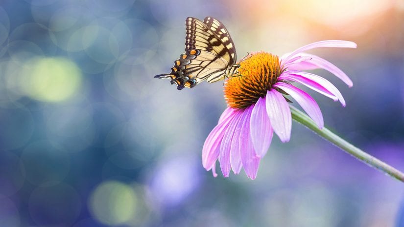 Macro-Photographie-Proxiphotographie