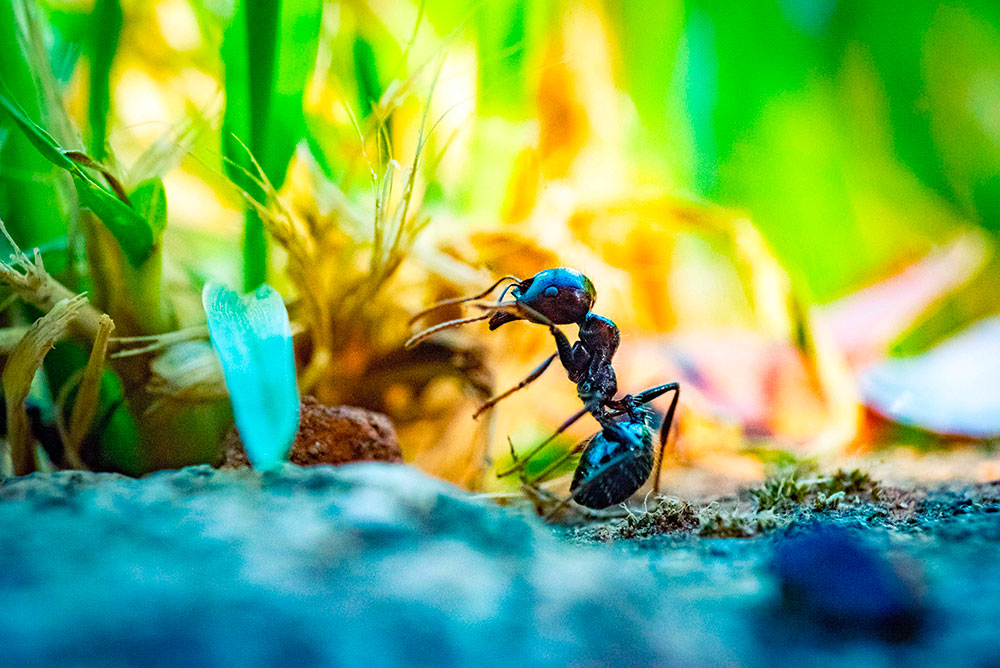 appareil-photo-pour-faire-de-la-macro