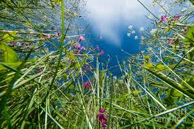 images-fleurs-en-contre-plongée