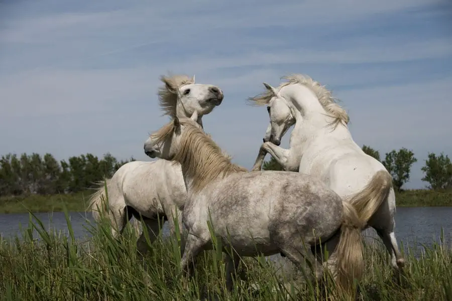 Comment Photographier des Chevaux ? 2 CACamargue2012CL 099 1