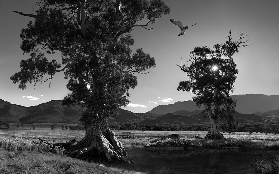 photo oiseau volant entre les arbres prise avec un objectif Fujifilm GF 32-64 mm.
