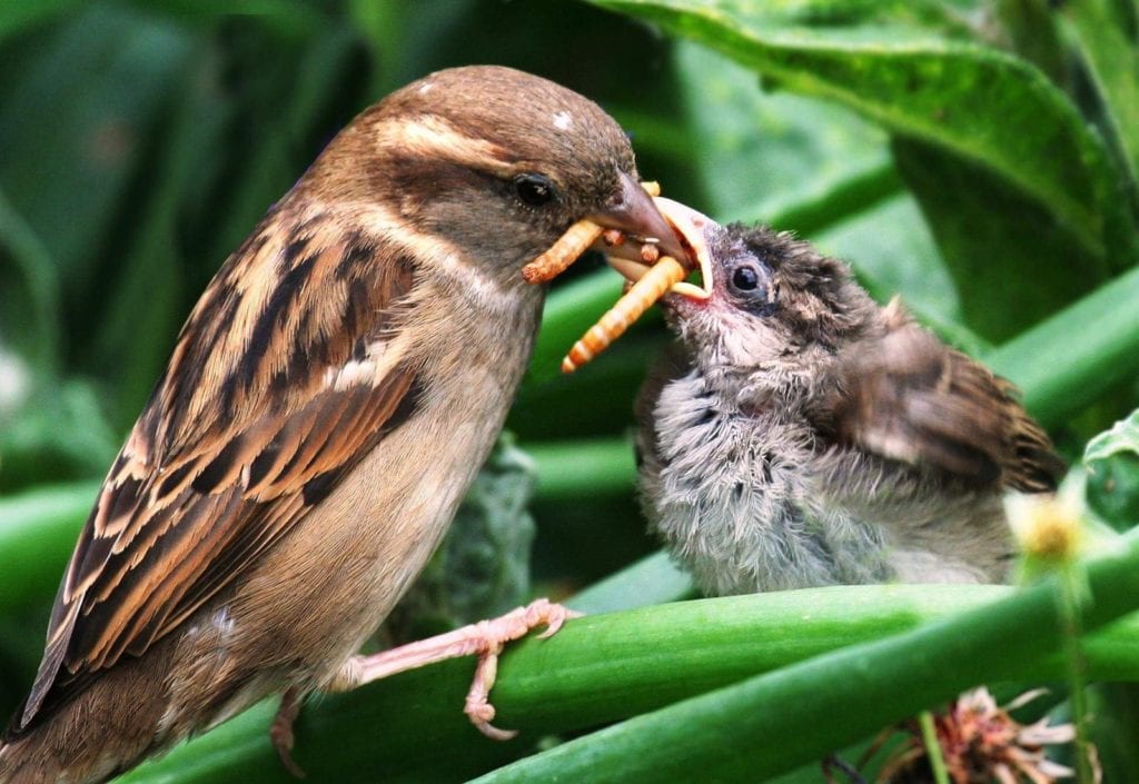 Pourquoi Utiliser un Retardateur : 5 Bonnes Raisons ! 1 Oiseau insecte18
