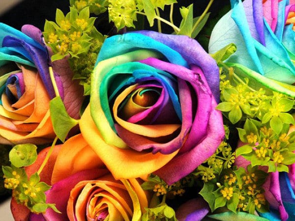 Rainbow flowers pack of many rainbows 32177471 600 450