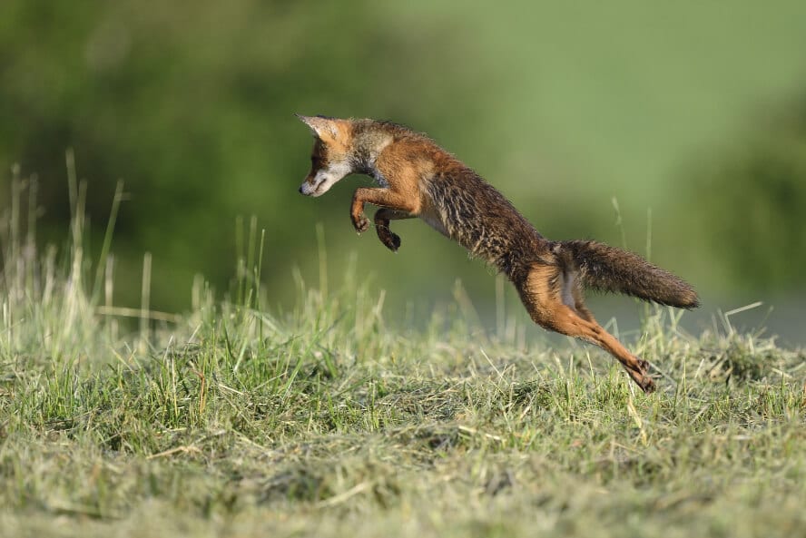 Pourquoi Utiliser un Retardateur : 5 Bonnes Raisons ! 3 renard-en-pleine-action-de-mulotage