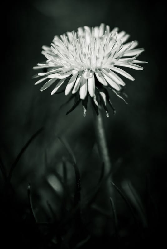 taraxacum officinale dsc 5757