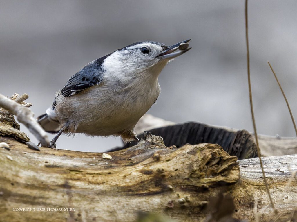 M.Zuiko 100–400 mm f/5–6.3 IS-image-exemple