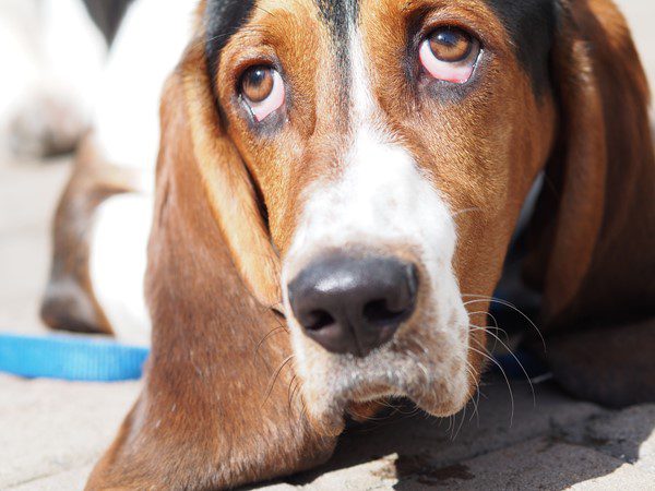 M.Zuiko 40 M.Zuiko 40–150 mm f/2.8 PRO –150 mm f-2.8 PRO-image-exemple