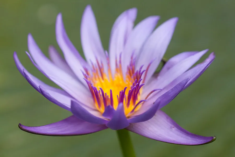 Photographier-Fleur-Gros-Plan-Zoom