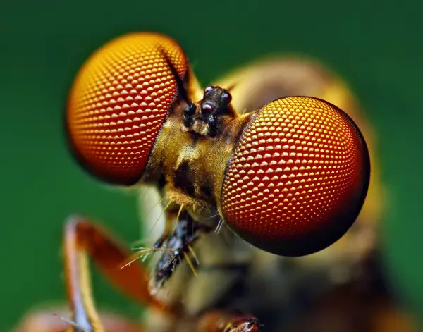 Photographier en macro sans objectif macro