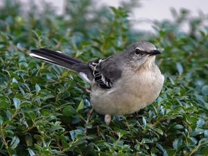 10 Petits Conseils pour Photographier les Oiseaux de Jardin
