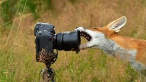 photographie-animaliere-nos-cliches-preferes-pour-alerter-sur-la-fragilite-des-especes