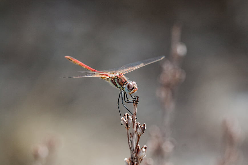 Comment-Photographier-Libellules-Demoiselles