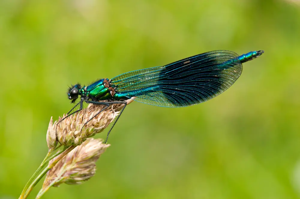 Comment Photographier les Libellules et les Demoiselles 3 Comment-Photographier-Libellules-Demoiselles4