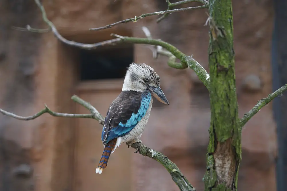 7 Conseils pour Améliorer votre Photographie au Zoo 2 Photographie-Zoo2