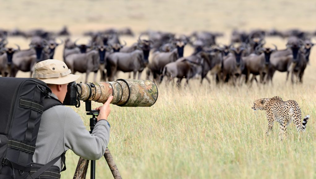 Téléobjectif-Photographie-Animalière