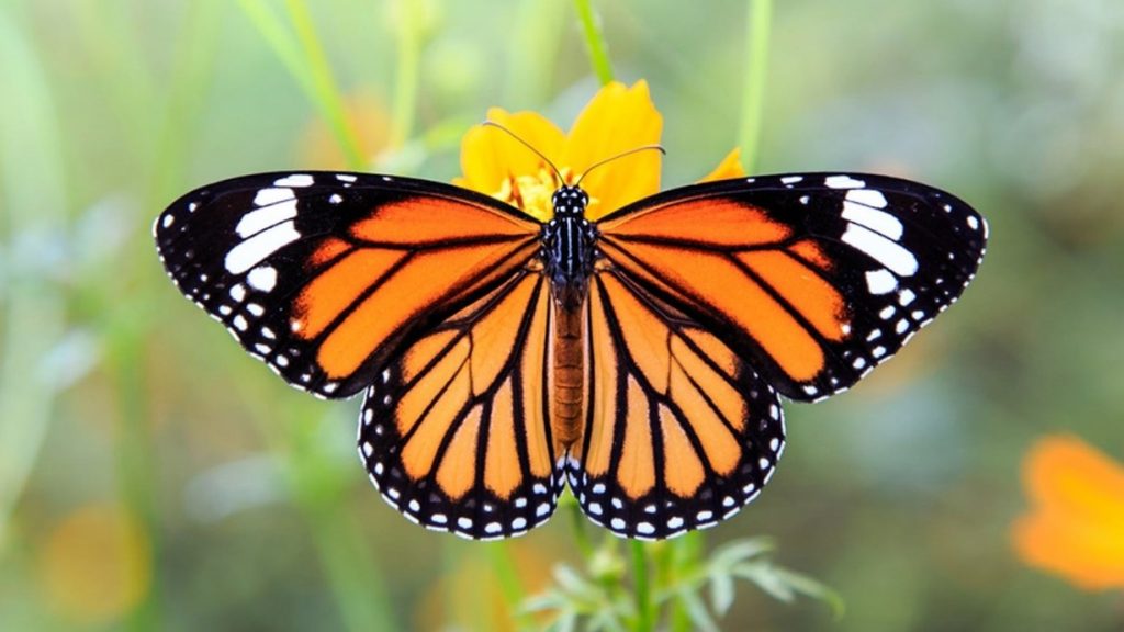 papillon