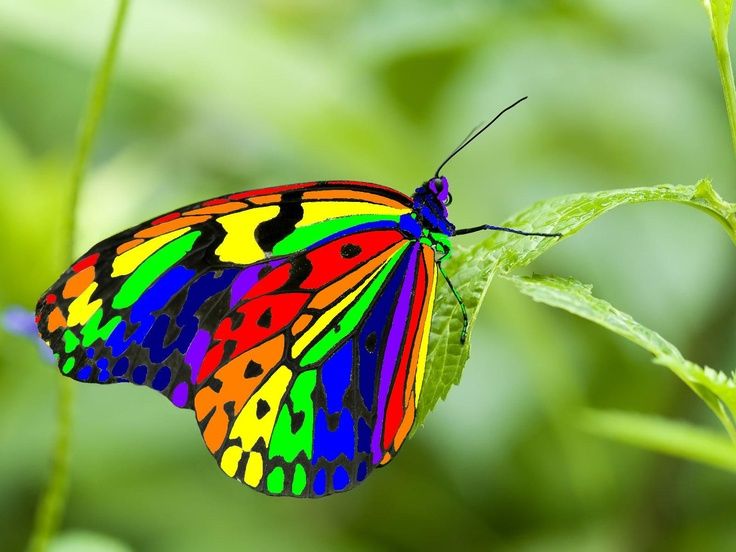 papillon