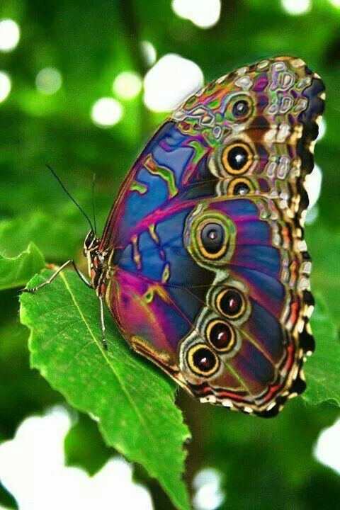 papillon