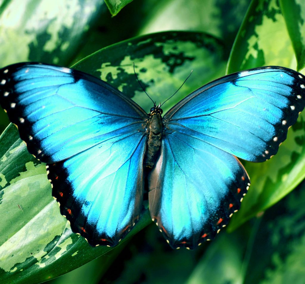 papillon