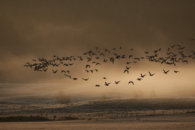 Comment Photographier Une Volée D'oiseaux-4