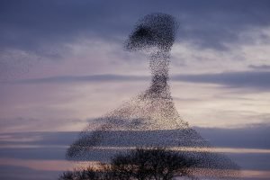Comment Photographier Une Volée D'oiseaux-6