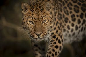 10 Astuces pour prendre des photos de zoo dignes d'un safari