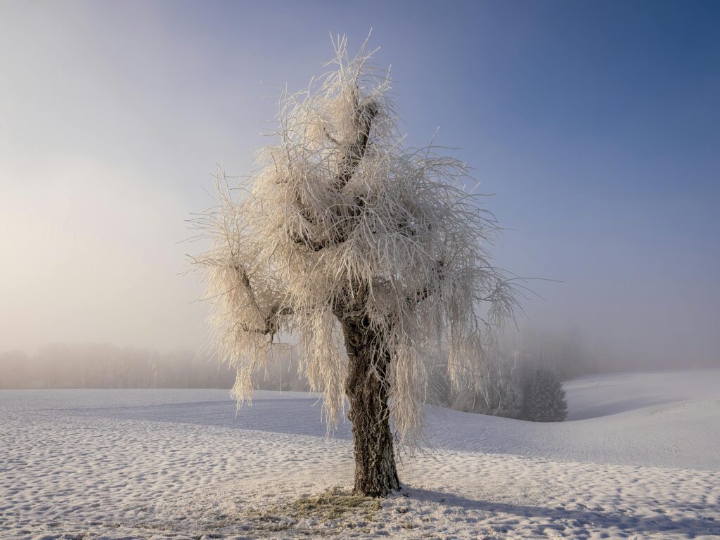 Photographier les paysages d’hiver : 7 conseils pour réussir vos photos dans la neige 4 arbre givré