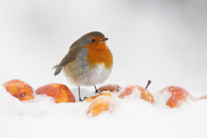 Comment photographier des oiseaux en hiver