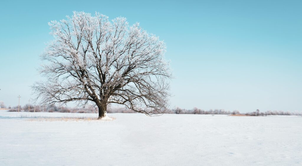 Photographier les paysages d’hiver : 7 conseils pour réussir vos photos dans la neige 9 un arbre solitaire au milieu dun champ immacule de neige