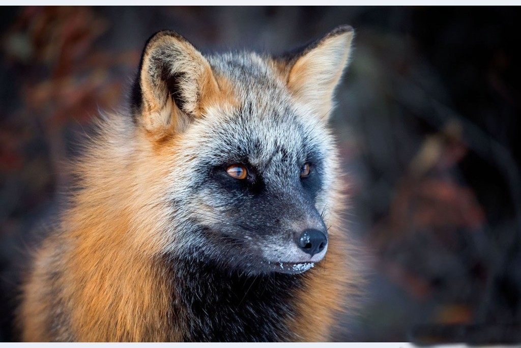 5 Astuces pour Photographier la Faune en Hiver 3 renard_argenté