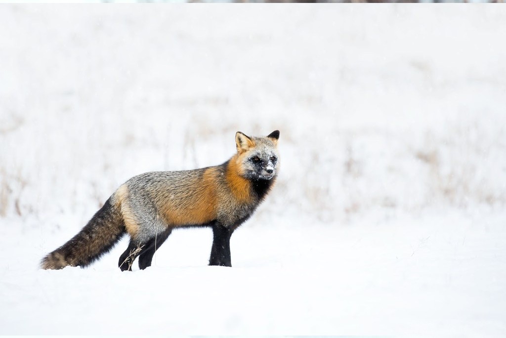5 Astuces pour Photographier la Faune en Hiver 2 Argent fox vixen 3