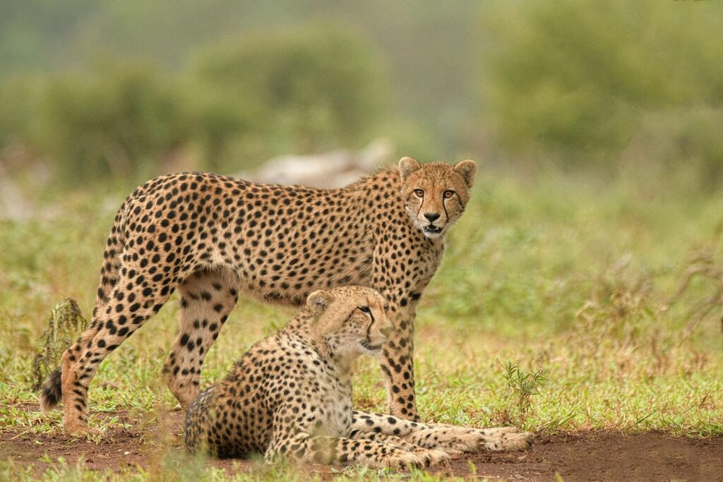 monopode-pour-photographie-animaliere