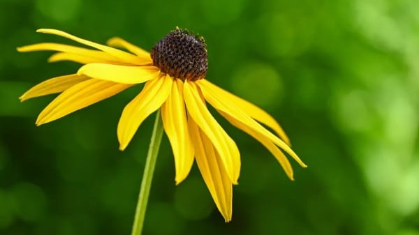 Comment faire un plan rapproché d’une fleur à la lumière naturelle1