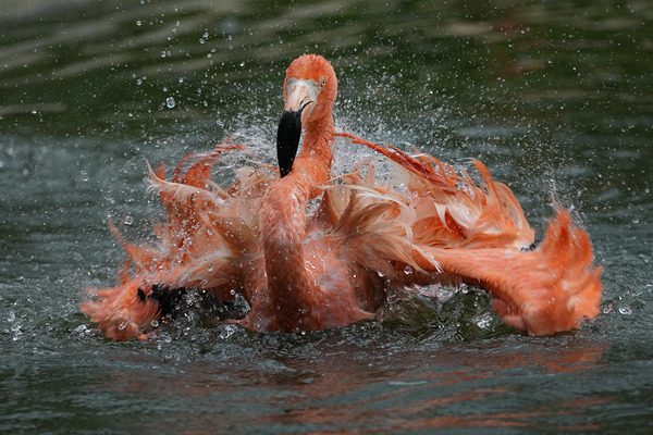 Quels Objectifs Tropicalisés Choisir pour Votre Sony E ? Le Top 5 Incontournable pour Affronter Toutes les Conditions 19 Sony FE 400-800 mm f6.3-8 G OSS exemple2