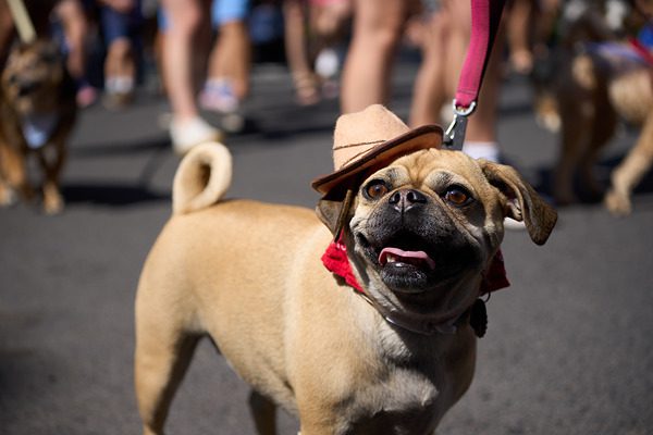 Quels Objectifs Tropicalisés Choisir pour Votre Sony E ? Le Top 5 Incontournable pour Affronter Toutes les Conditions 3 photo d'un chien dans la rue prise avec Sony FE 70-200mm F4 G OSS II