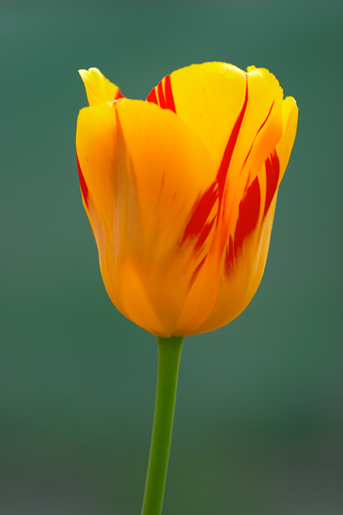 portrait fleur 6
