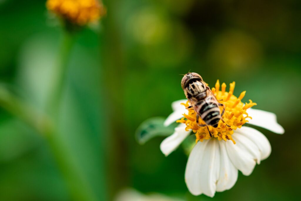 Meilleurs Objectifs pour Fujifilm X-T30 en 2025 28 Model: Fujifilm X-Pro2 Lens: Fujifilm XF 60mm F2.4 R Macro Focal Length: 60 mm Aperture: f/4 Exposure: 1/220 sec ISO: 200