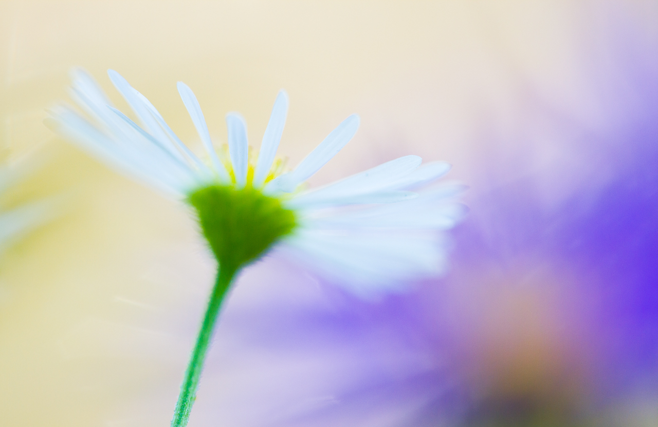 erreurs-courantes-macrophotographie