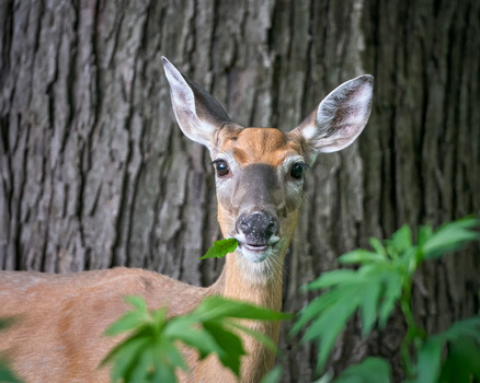 sony-a9-animaux_sauvage_photographie-serf