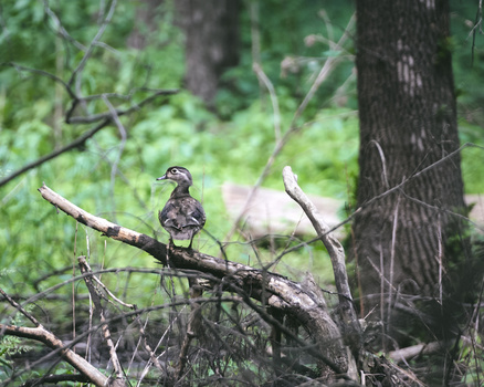 sony-a9-animaux_sauvage_photographie-canard