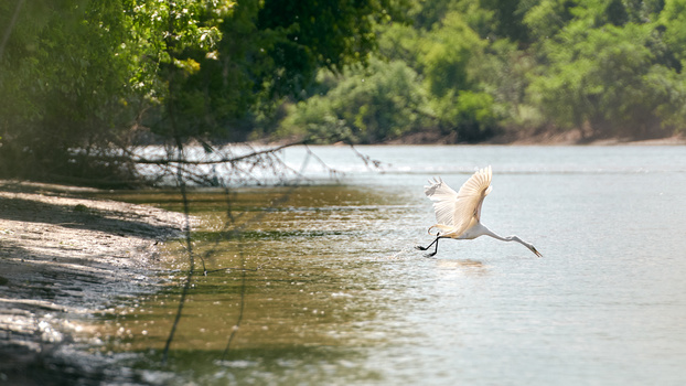 sony-a9-animaux_sauvage_photographie-herons