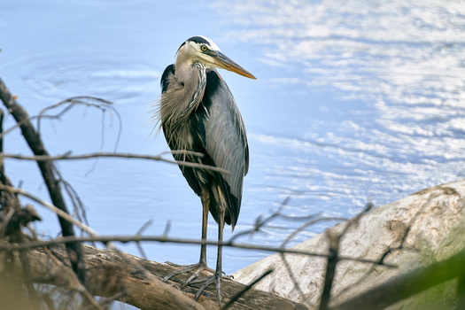 sony-a9-animaux_sauvage_photographie-heron