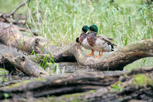sony-a9-animaux_sauvage_photographie-colvert