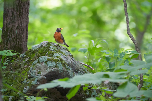 sony-a9-animaux_sauvage_photographie-rouge-gorge