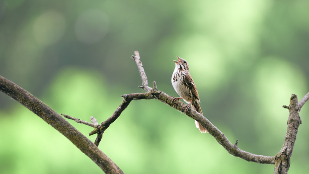 sony-a9-animaux_sauvage_photographie-moineau