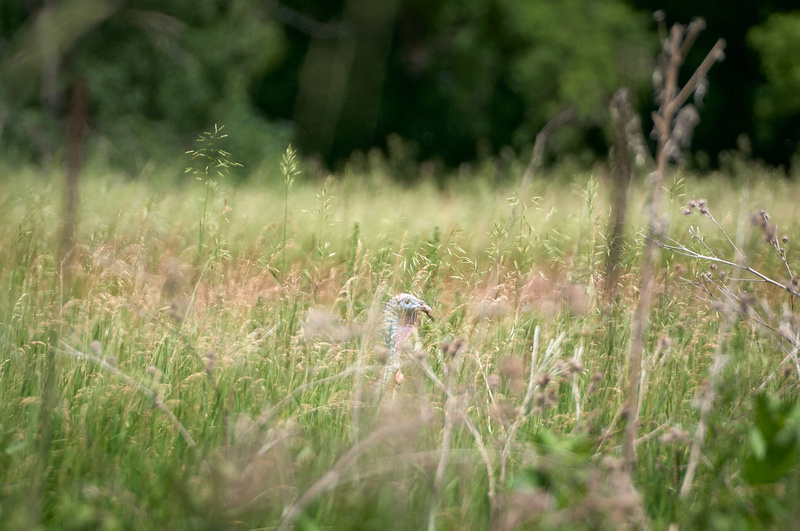 sony-a9-animaux_sauvage_photographie-dinde